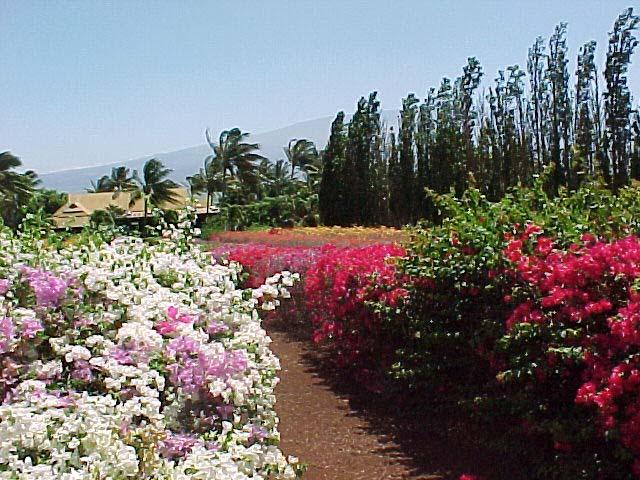 31flowers